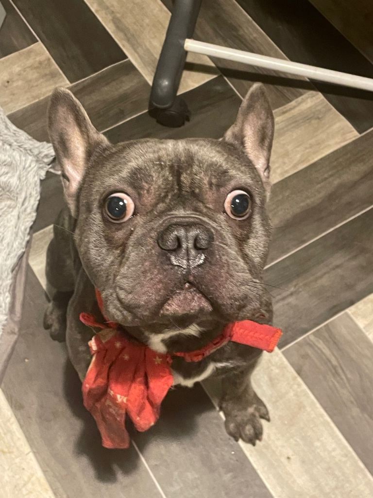 2year old Male French Bulldog