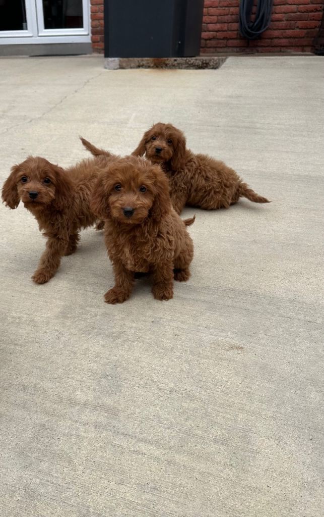 Cockapoo puppies 