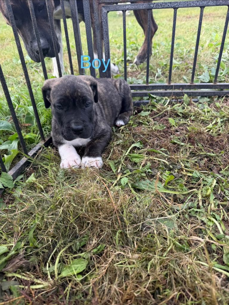 Presa canari x mastiff 