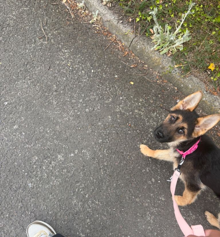 German sheperd puppy 