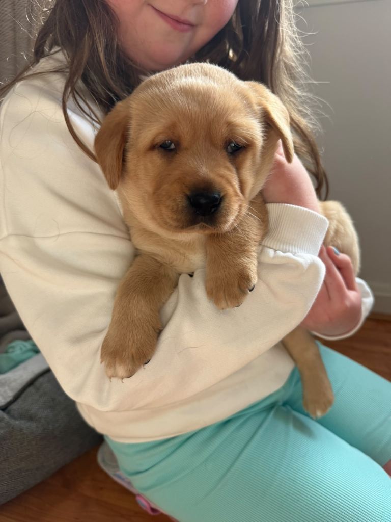 Beautiful Labrador Puppies 