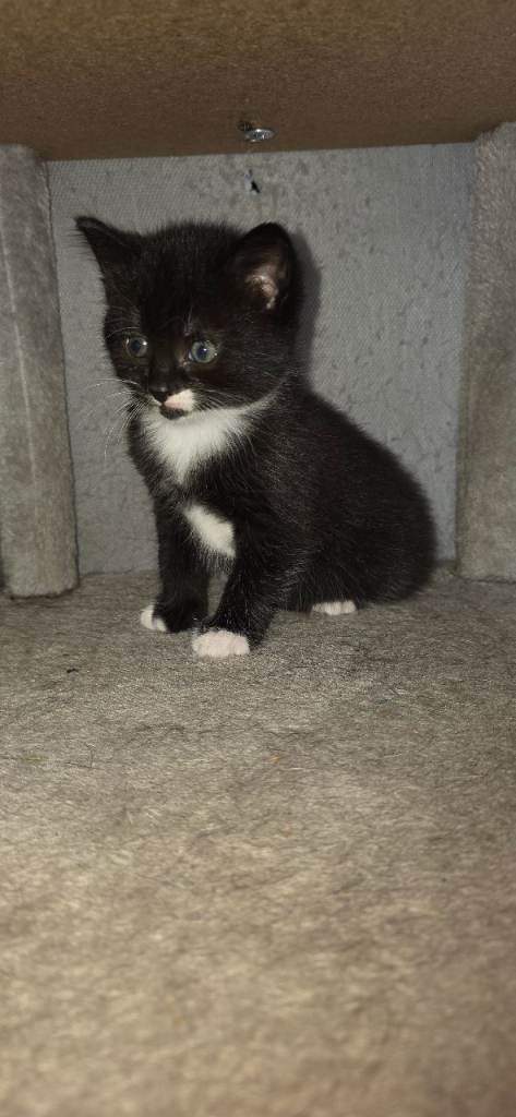 Kittens 3 girls 