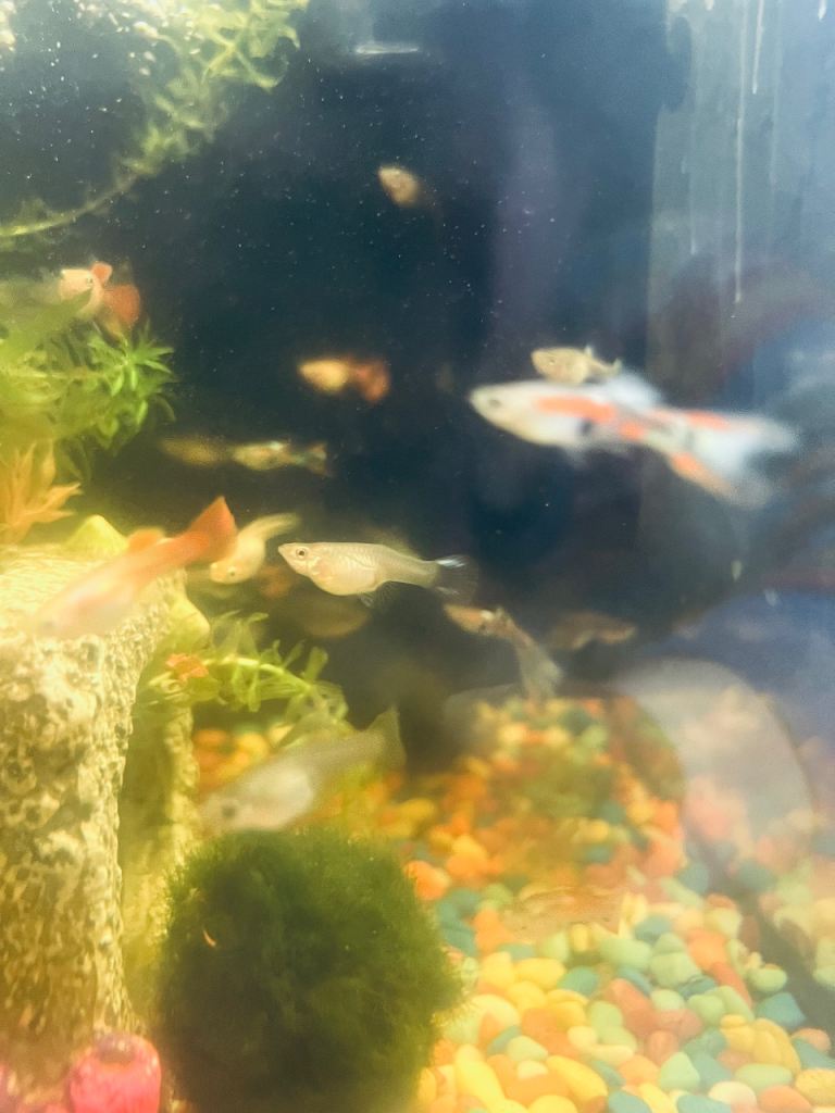 Guppy fishes for sale 
