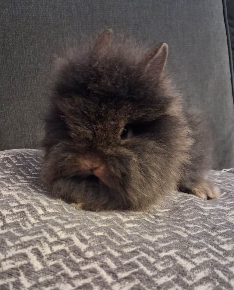 Netherland dwarf x Double Mane Lionhead rabbits 