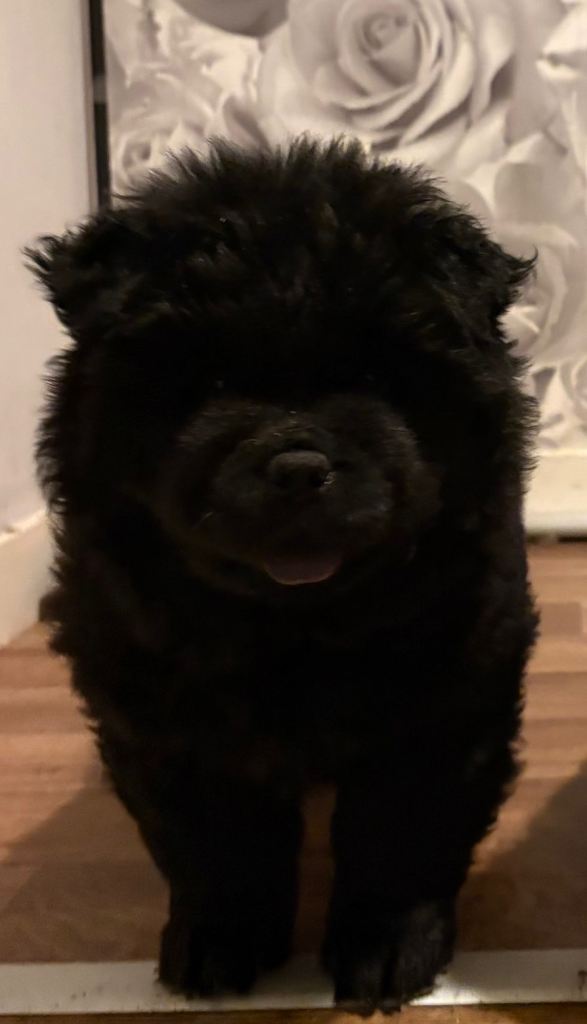 Chow chow puppies