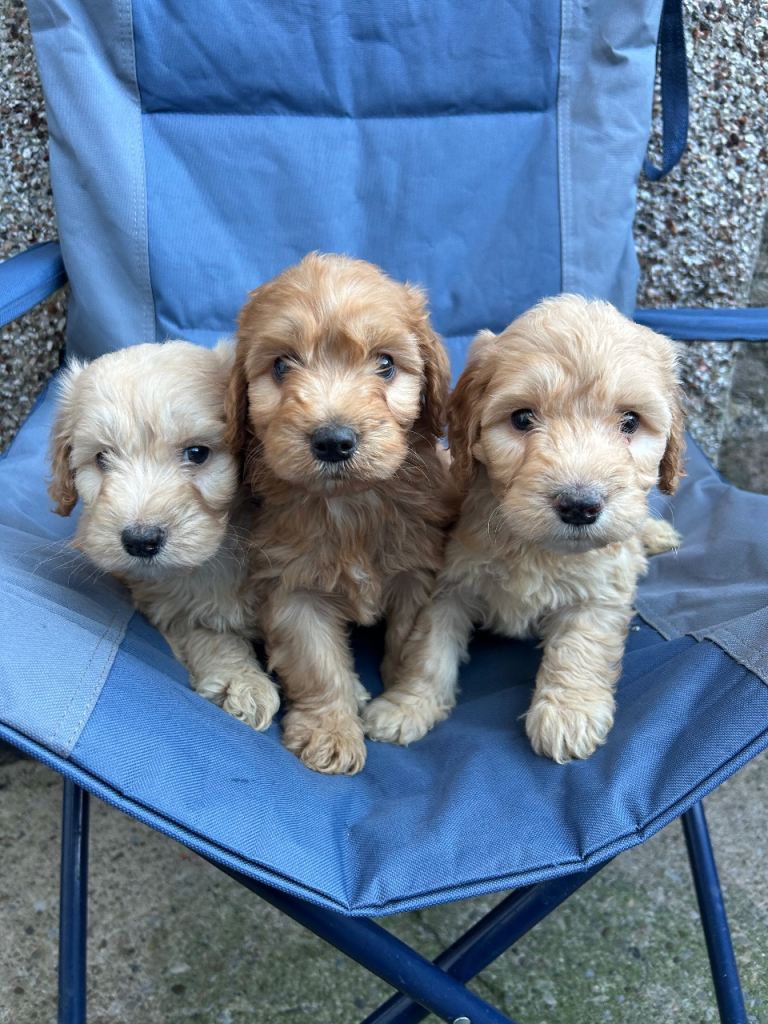 F1 COCKAPOO PUPPYS