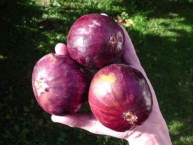 Fig tree from Cyprus unique Jumbo variety producing figs twice yearly well rooted in 5 litre pot