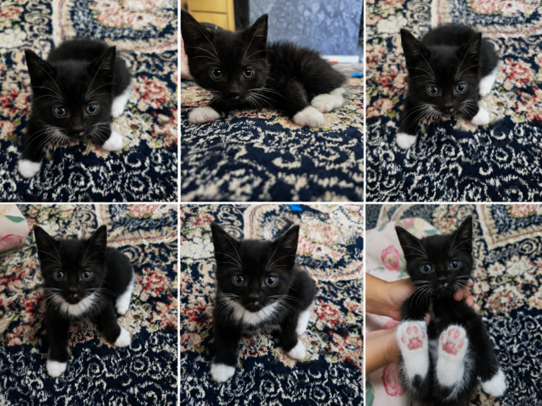 Kitten