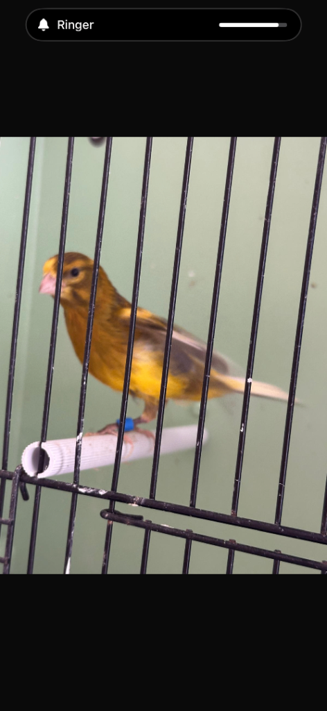 Canaries 