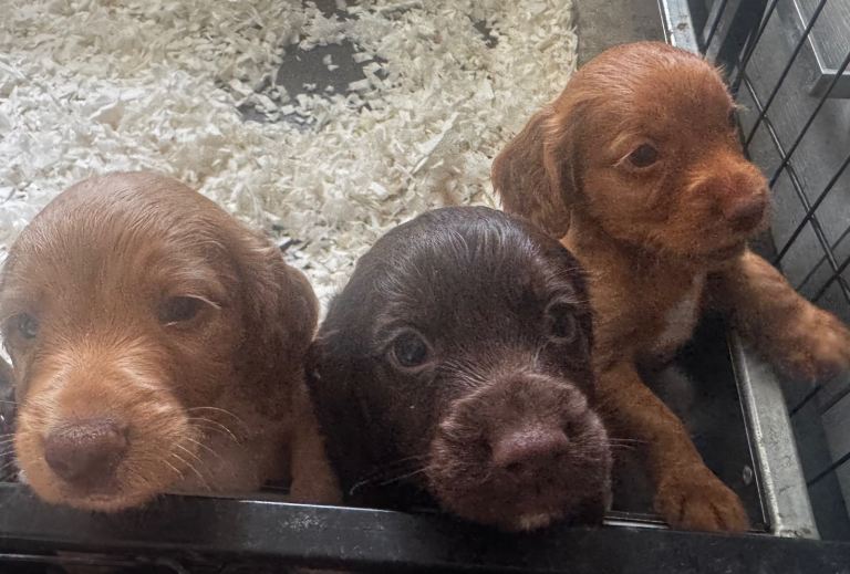 KC Cocker Spaniel Pups