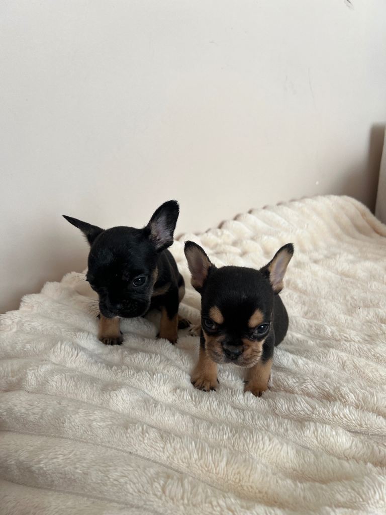 French bulldogs 8weeks old