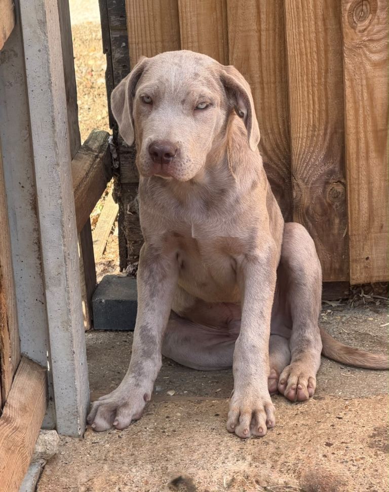 Cane corso male puppy for sale