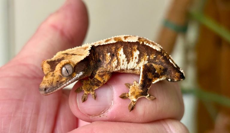 Young Crested Geckos and adult male