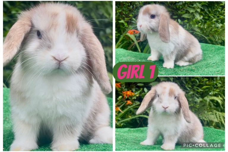 Baby mini lops ready now 