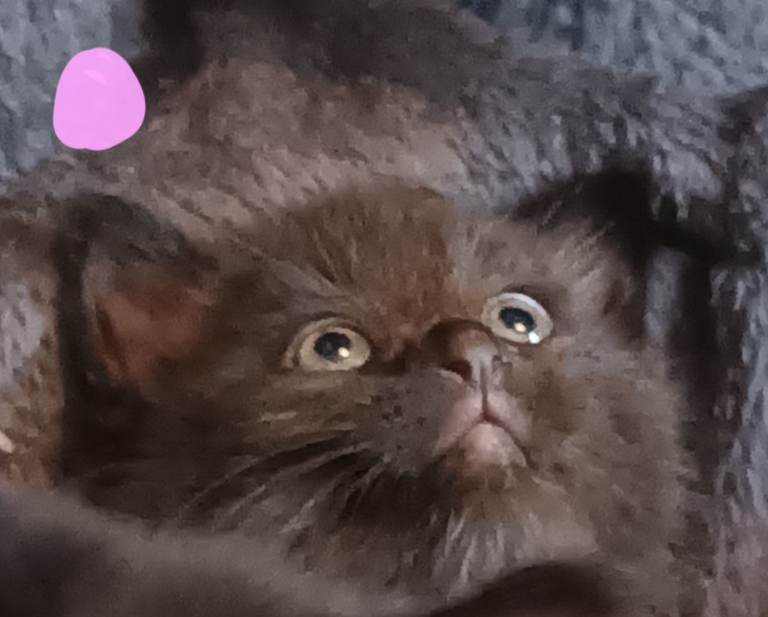 Kittens 