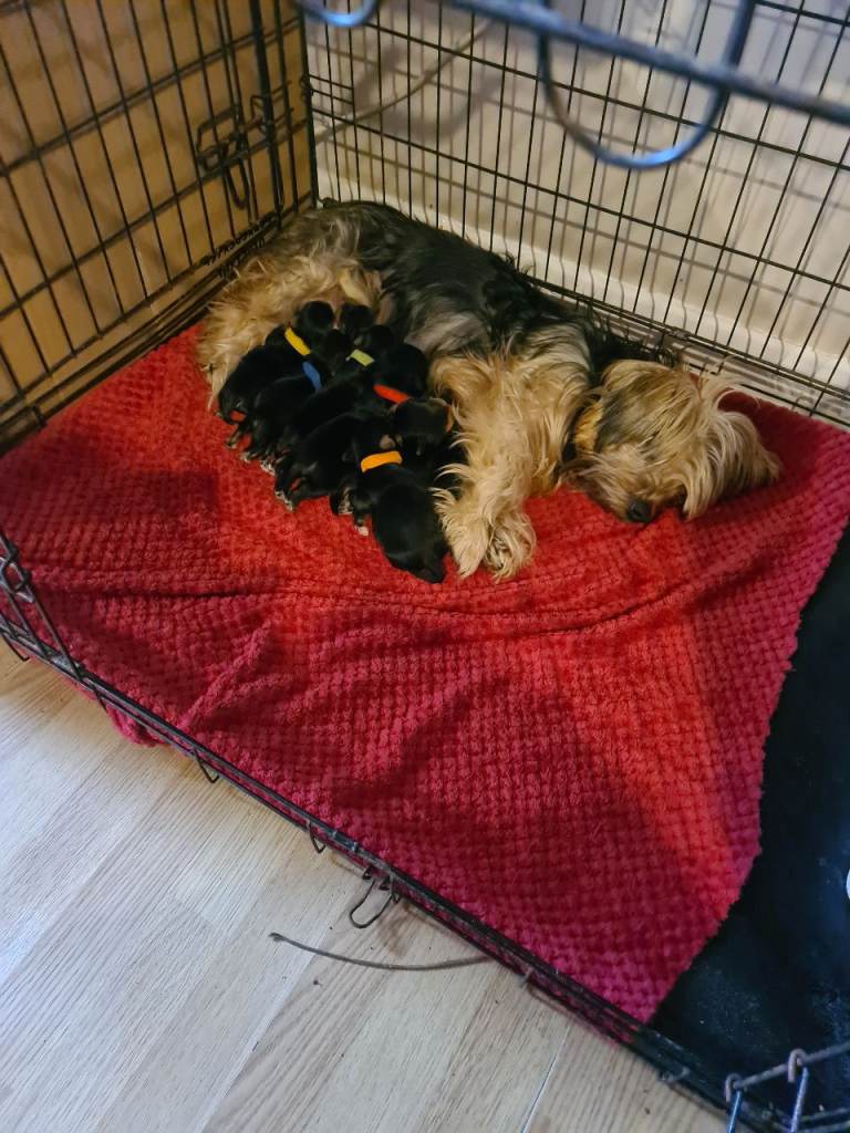 Yorkshire Terrier Puppies 