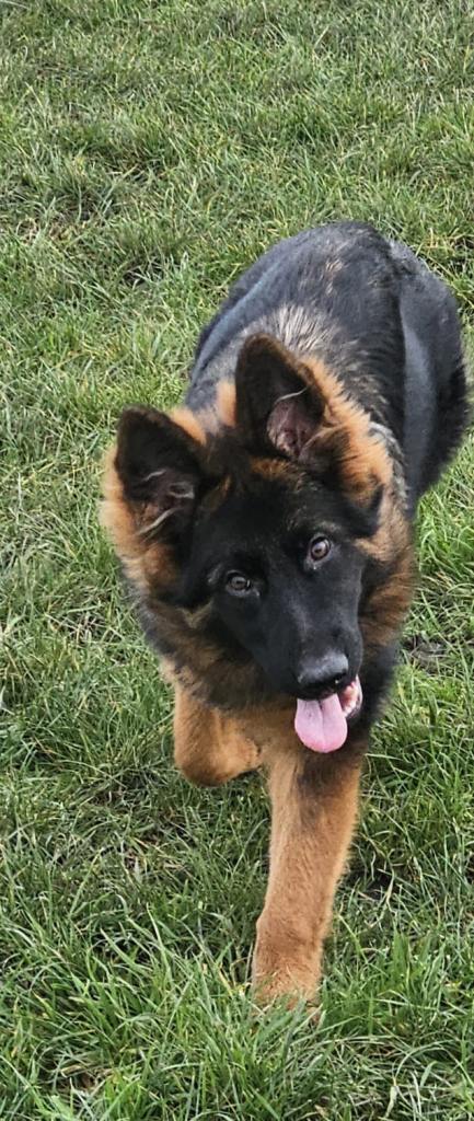 German Shepherd puppies ready to go