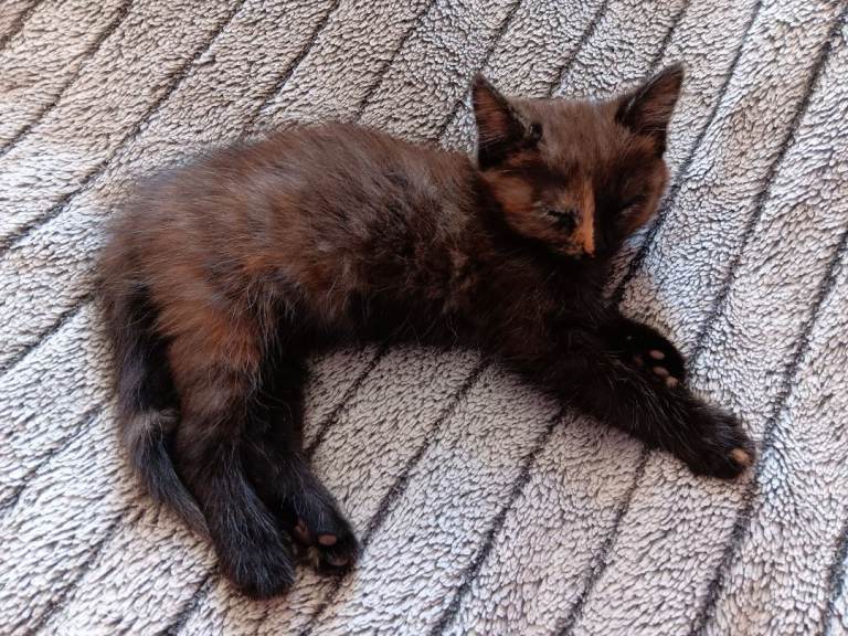 Kitten's 8 weeks old.