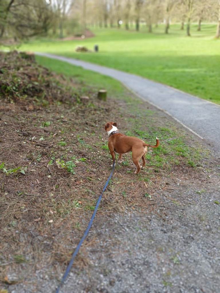 Dog for sale northern ireland