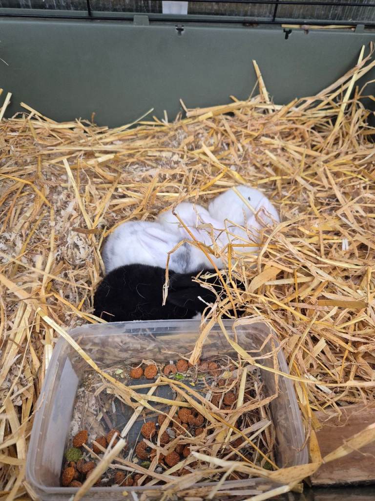 Rabbit, Rabbit cage, Adult rabbit 