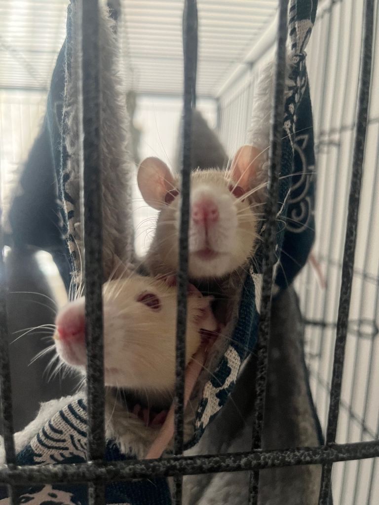 2 female rats with cage. 