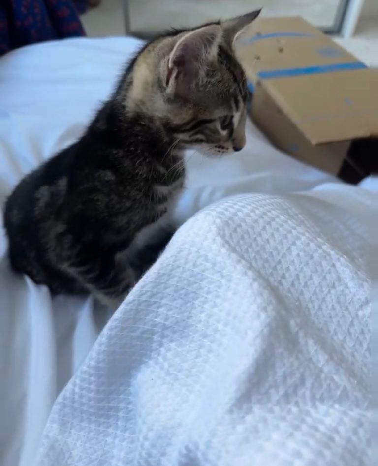 Kitten 