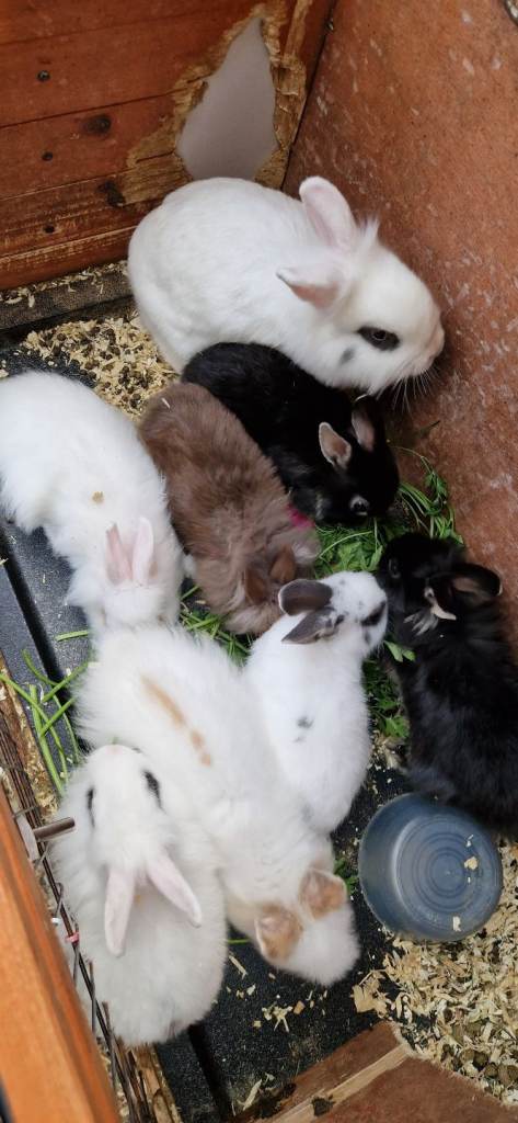 Rabbit for sale