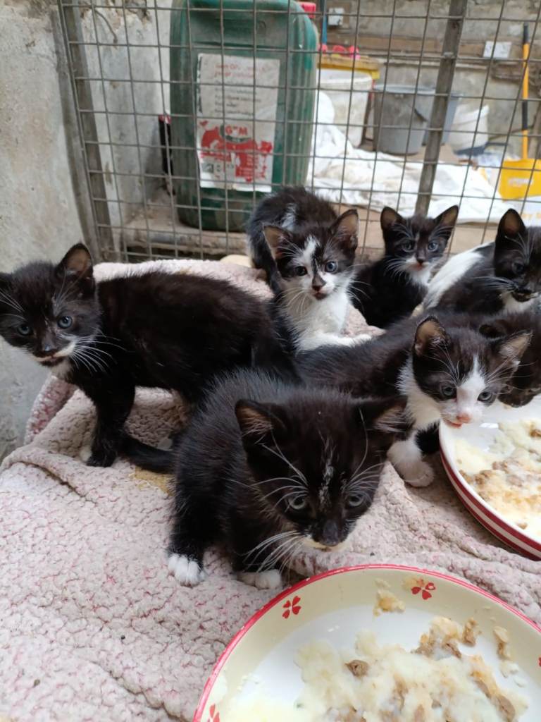 kittens for sale 