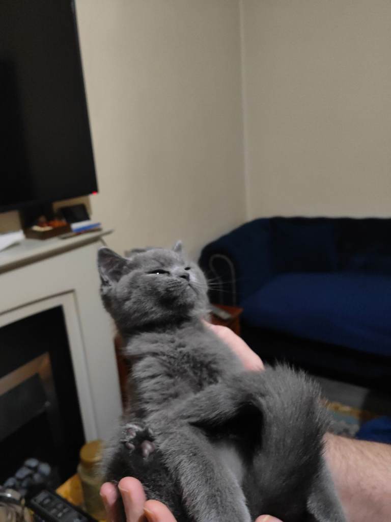 Kitten looking for a new home