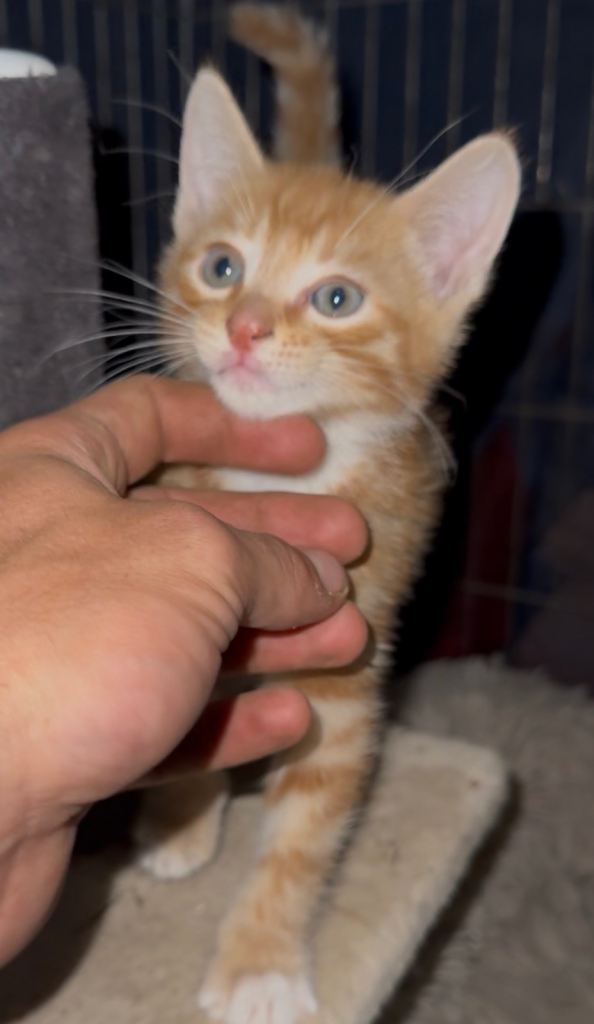 Beautiful Kittens- new litter ready to leave today 31/08