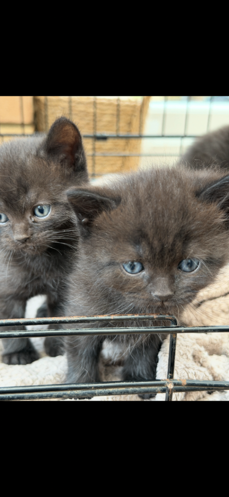 Brown kittens 