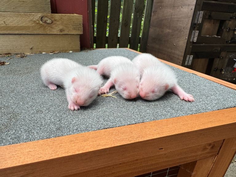 Ferret kits 