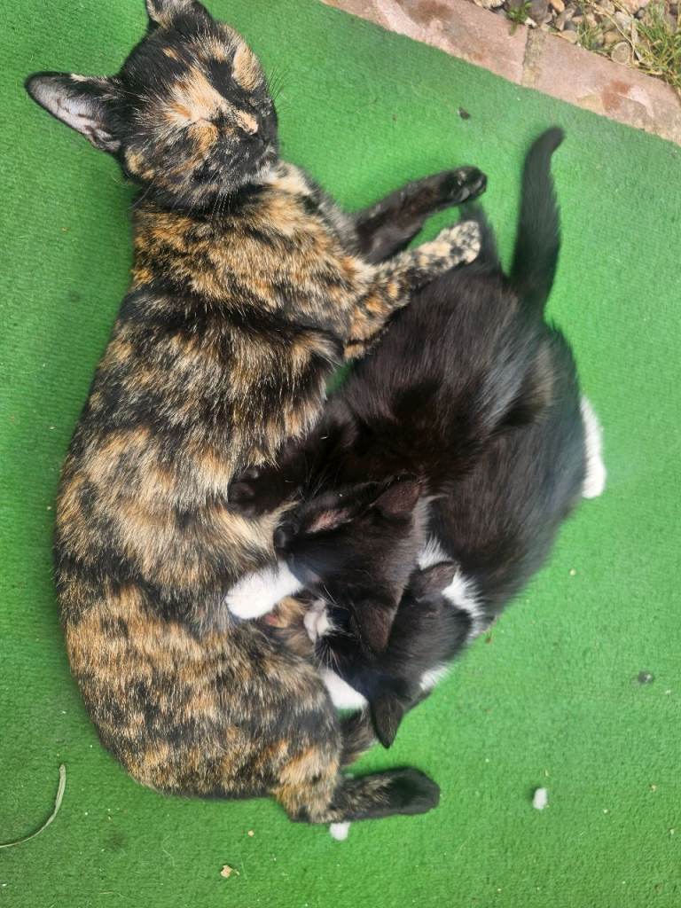 2 kittens black one male black with white are female