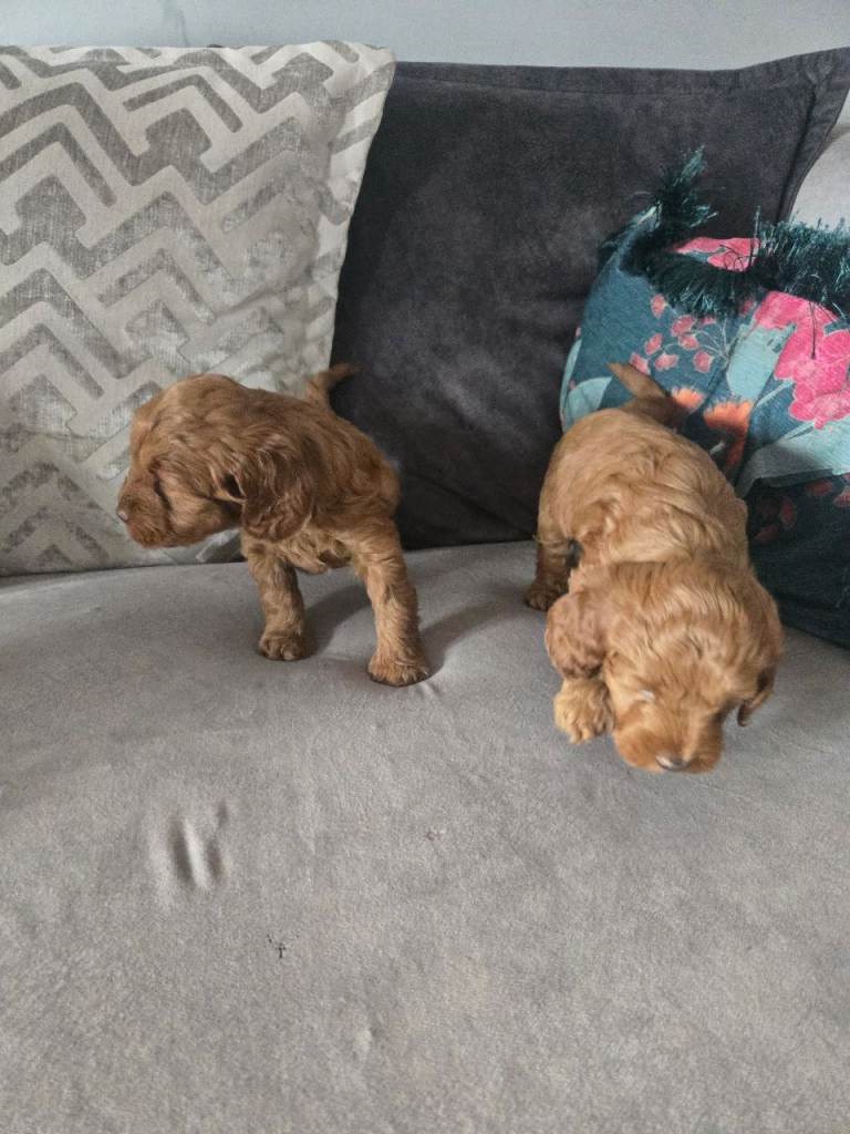 F1B Cavapoo Puppies