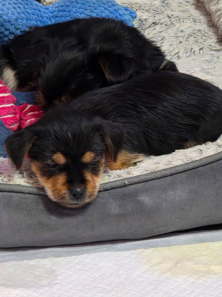 Male yorkshire terrier pup for sale