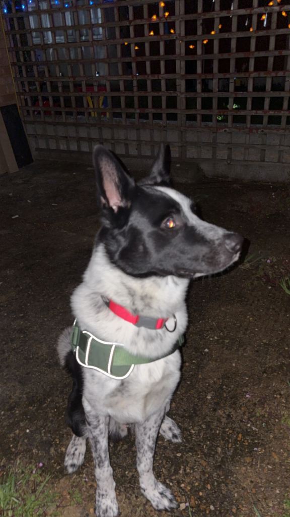 Akita cross collie pup for sale 