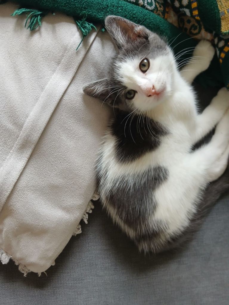 5 month old cute adorable male kitten canton Cardiff 