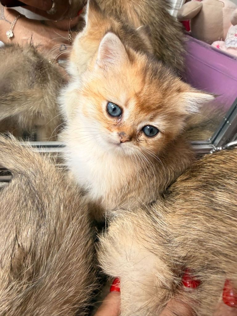 British shorthair kittens 