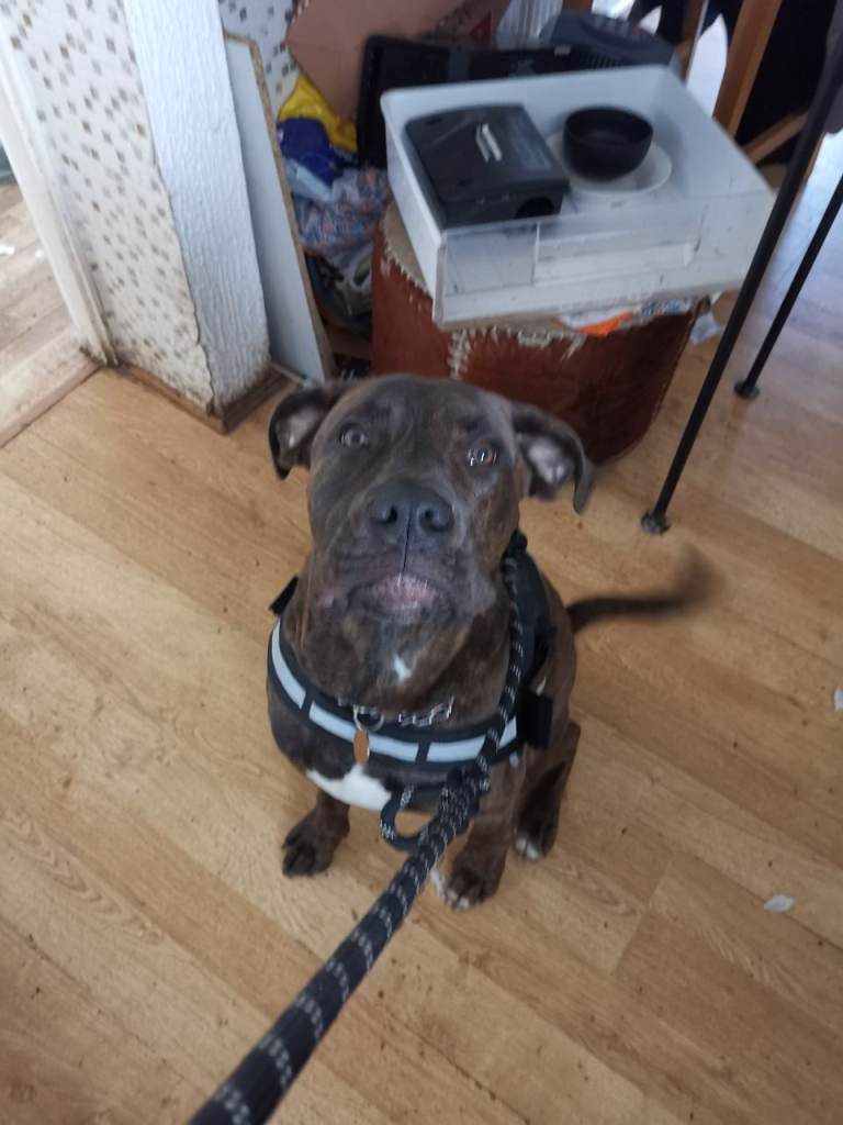 Buster 10 Months old  boxer x 