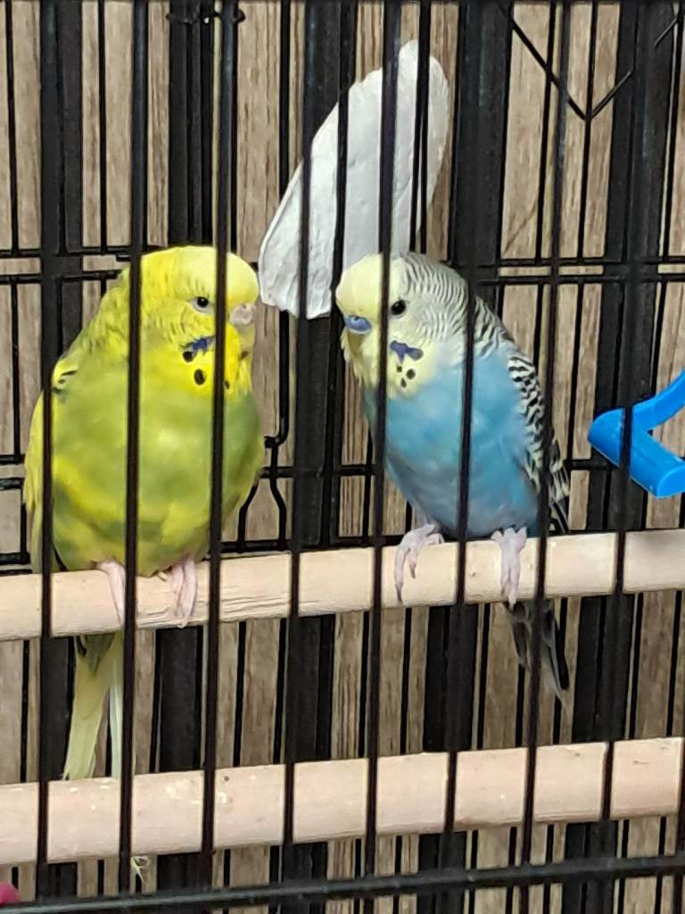 Pair of budgies 