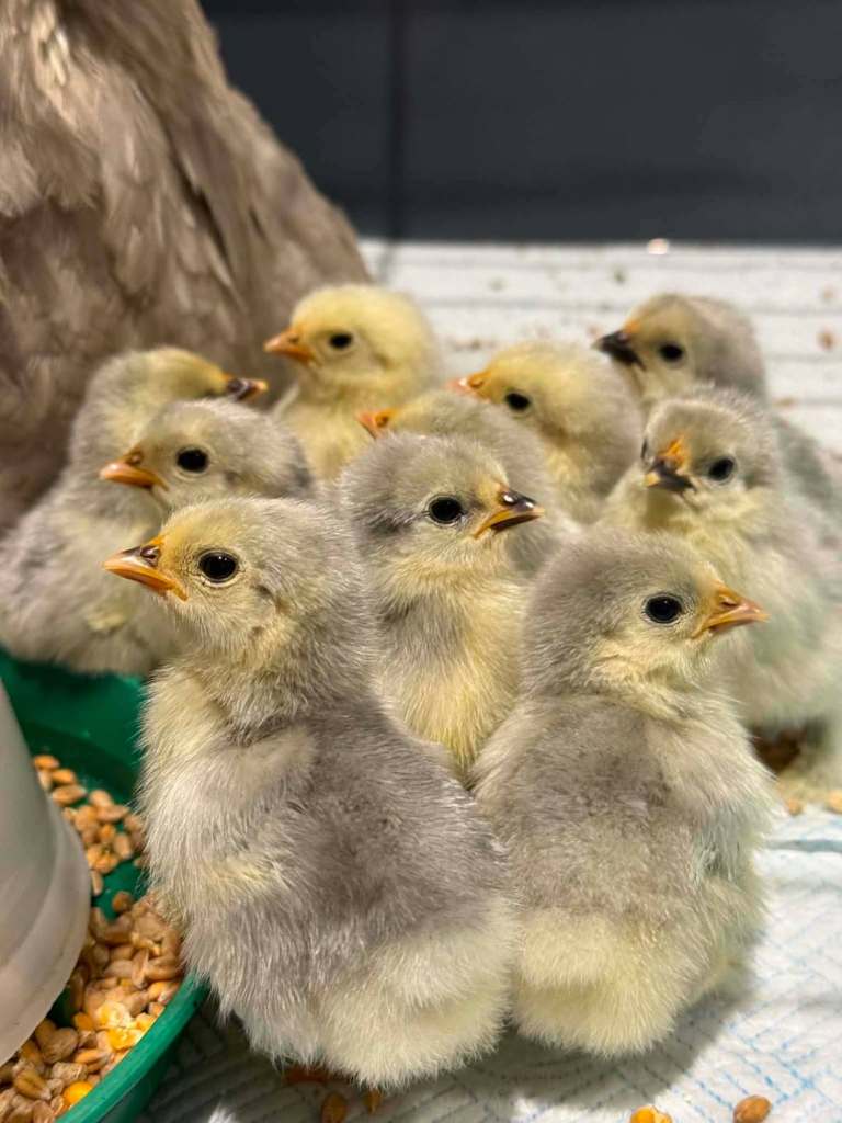 Lavender Orpington Chicks 