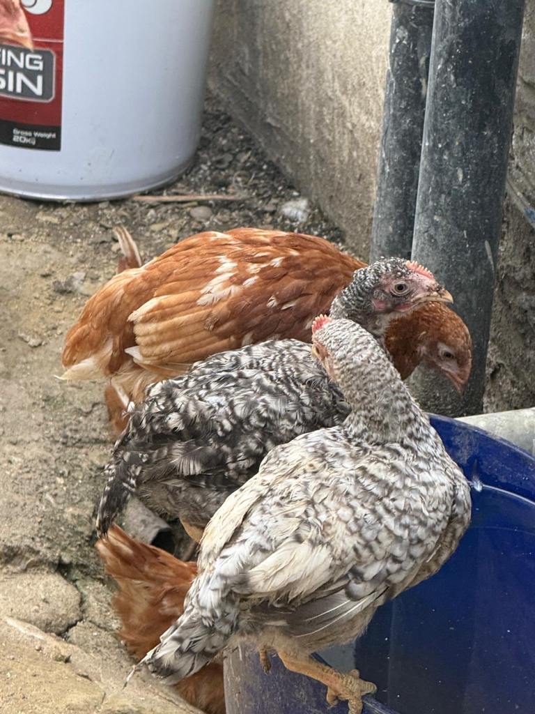 Young Live hens