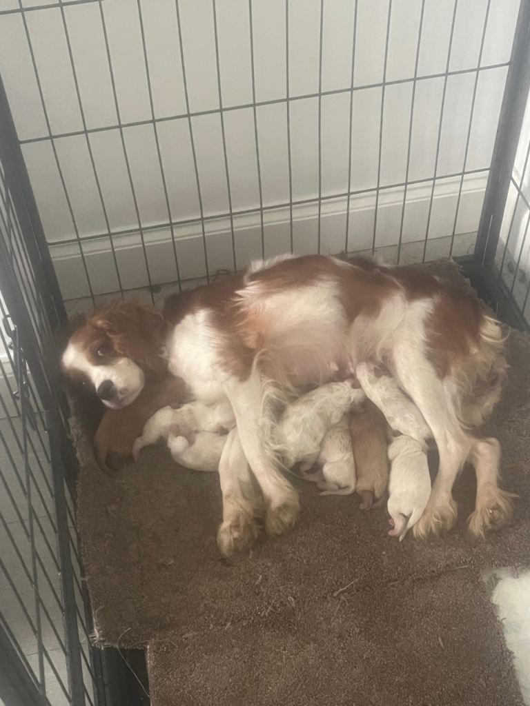 Beautiful litter Cavapoo 