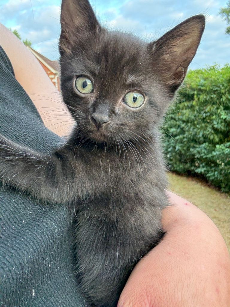 Male kitten