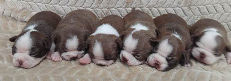 KC reg Boston terrier pups 