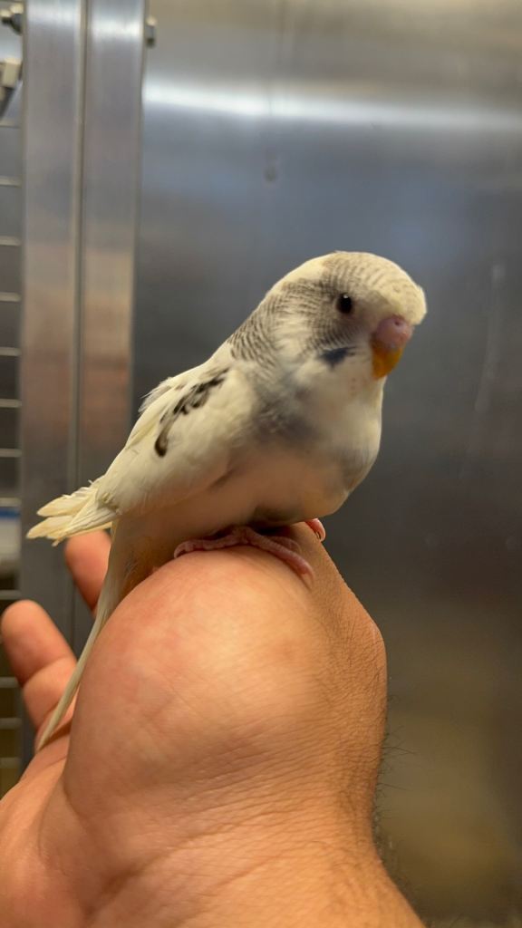 Baby budgies 