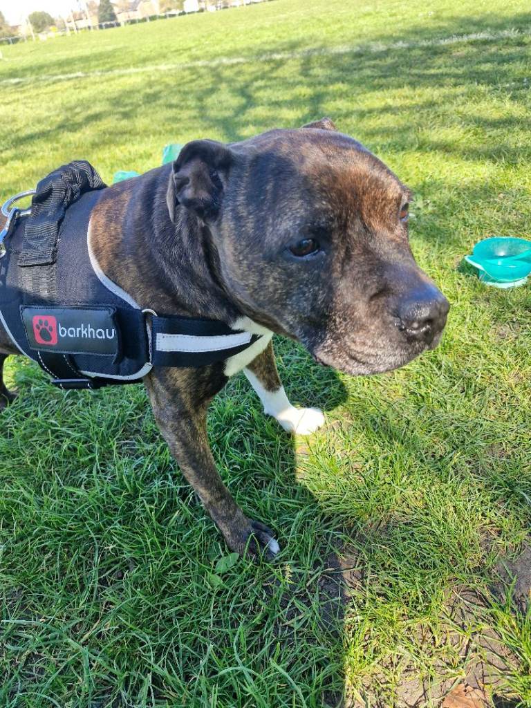 Loving home wanted for 10 year old Staffordshire Bull Terrier 