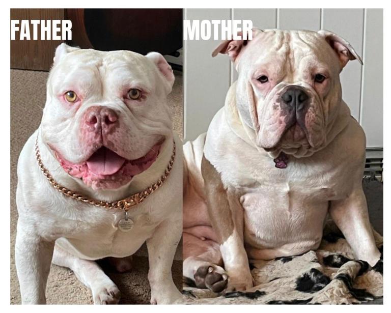 American pocket bully 