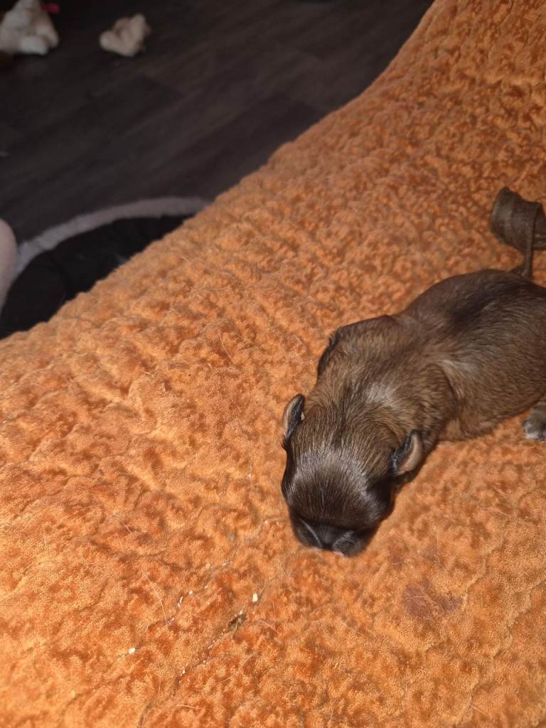 Pug cross breed dachsund