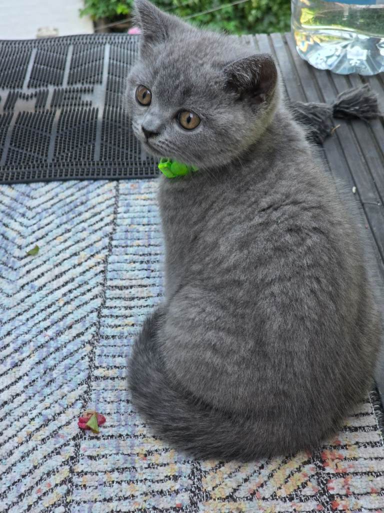 Loving and Playful Kitten Looking for a Forever Home!